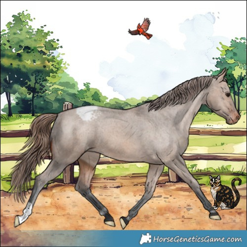 Horse Color:Bay Dun Appaloosa 