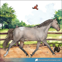 Horse Color:Bay Dun Appaloosa 