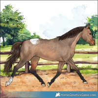Horse Color:Bay Dun Appaloosa 