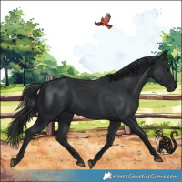 Horse Color:Black 