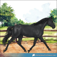 Horse Color:Black 