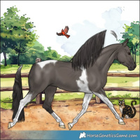 Horse Color:Smoky Grullo Tobiano