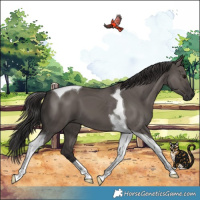 Horse Color:Smoky Grullo Tobiano