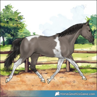 Horse Color:Smoky Grullo Tobiano 