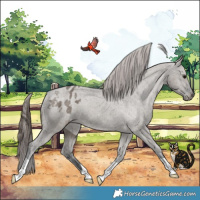Horse Color:Grullo Appaloosa
