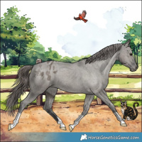 Horse Color:Grullo Appaloosa 