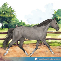 Horse Color:Grullo Appaloosa 
