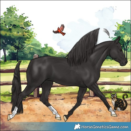Horse Color:Smoky Black 