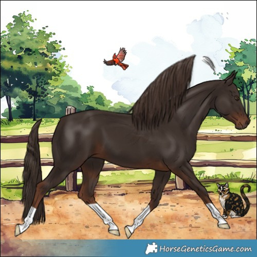 Horse Color:Liver Chestnut 