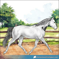 Horse Color:Black Splash Tobiano Appaloosa Rabicano 