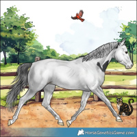 Horse Color:Black Splash Tobiano Appaloosa Rabicano 