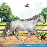 Horse Color:Brown Dun Appaloosa Rabicano 