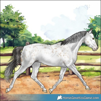 Horse Color:Gray Classic Champagne Dun Splash Appaloosa