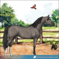 Horse Color:Grullo 