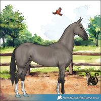Horse Color:Grullo 
