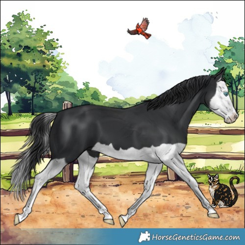 Horse Color:Black Splash 