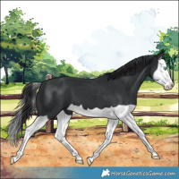Horse Color:Black Splash 
