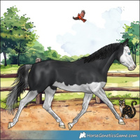 Horse Color:Black Splash
