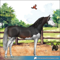 Horse Color:Brown Splash 
