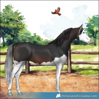 Horse Color:Brown Splash