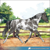 Horse Color:White Spotted Grullo Rabicano 