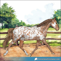 Horse Color:Chestnut Appaloosa