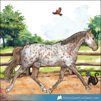 Horse Color:Chestnut Appaloosa 