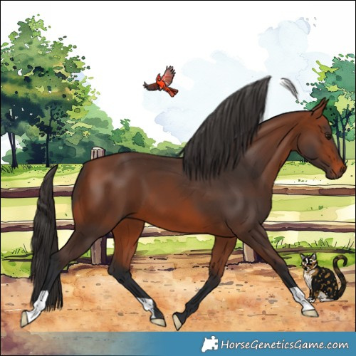 Horse Color:Bay 