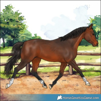 Horse Color:Bay 