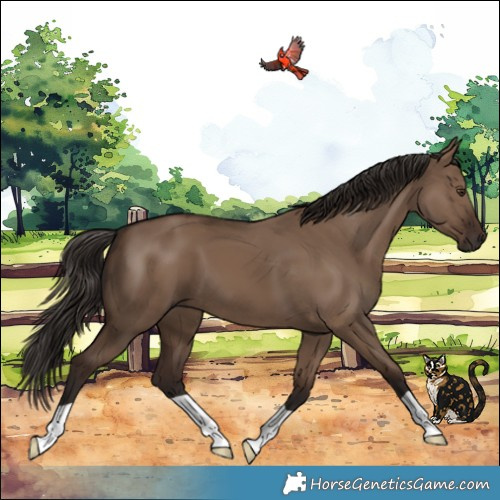 Horse Color:Liver Red Dun