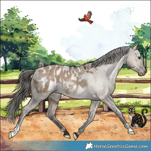 Horse Color:Liver Red Dun Appaloosa 