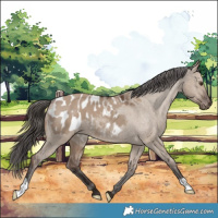Horse Color:Liver Red Dun Appaloosa