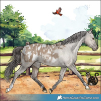 Horse Color:Liver Red Dun Appaloosa 