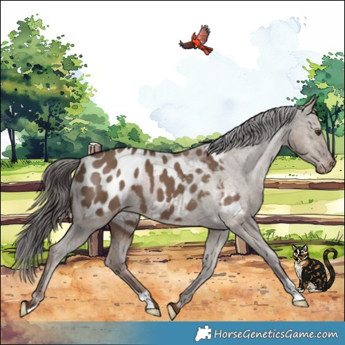 Horse Color:Liver Red Dun Appaloosa 
