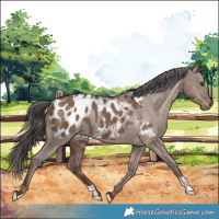 Horse Color:Liver Red Dun Appaloosa 