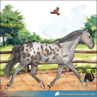 Horse Color:Liver Red Dun Appaloosa