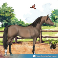 Horse Color:Brown Dun 