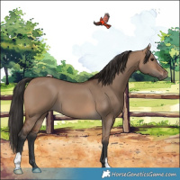 Horse Color:Brown Dun 