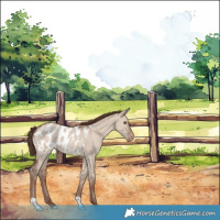 Horse Color:Classic Champagne Dun Appaloosa 