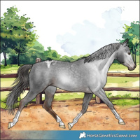 Horse Color:Gray Liver Chestnut Appaloosa 