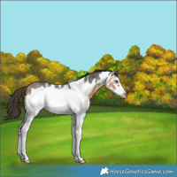 Horse Color:Buckskin Sabino Frame 