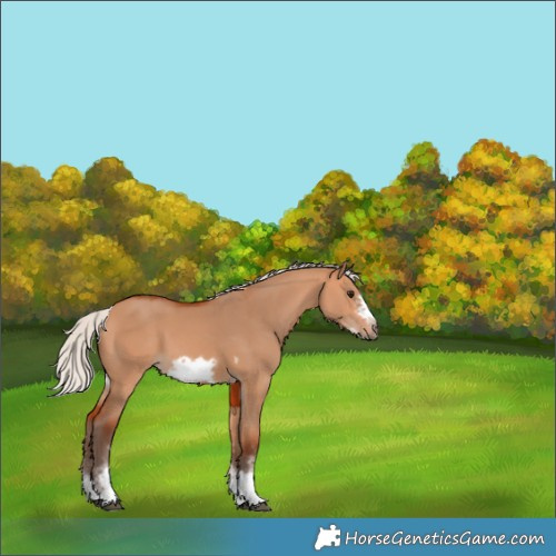 Horse Color:Silver Bay Dun Sabino Tobiano Frame Rabicano 