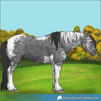 Horse Color:Black Ice Tobiano