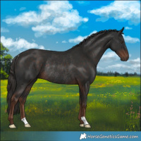 Horse Color:Liver Chestnut Rabicano