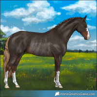 Horse Color:Liver Chestnut Rabicano
