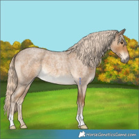 Horse Color:Chocolate Palomino Roan 