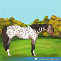 Horse Color:Brown Roan Dun Appaloosa 