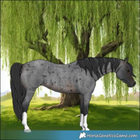 Horse Color:Brown Roan 