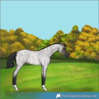 Horse Color:Brown Roan Dun 