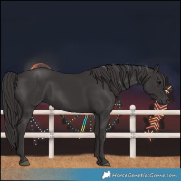 Horse Color:Smoky Black 